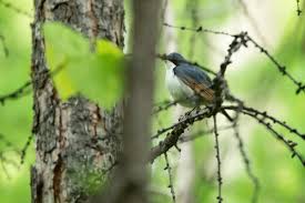 Image result for Luscinia cyane