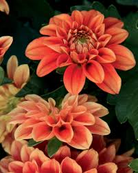 Image result for Dahlia hybrid.