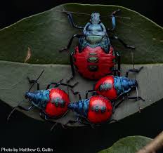 Attēlu rezultāti vaicājumam “Pyrrhocoris apterus nymph”