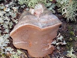 Attēlu rezultāti vaicājumam “Phellinus chrysoloma”