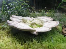 Attēlu rezultāti vaicājumam “Trametes gibbosa”