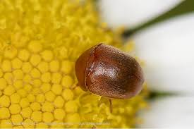 Attēlu rezultāti vaicājumam “Cychramus luteus”