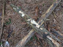 Attēlu rezultāti vaicājumam “Diplomitoporus flavescens”