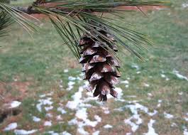 Attēlu rezultāti vaicājumam “Pinus peuce”