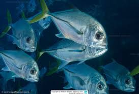 Image result for Caranx latus