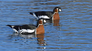 Attēlu rezultāti vaicājumam “Branta ruficollis”