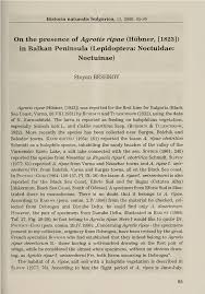 Attēlu rezultāti vaicājumam “Agrotis ripae larva”