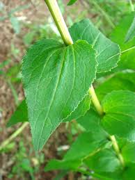 Attēlu rezultāti vaicājumam “Campanula glomerata leaf”