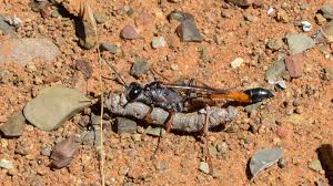 Attēlu rezultāti vaicājumam “Ammophila sp.”