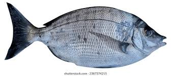 Image result for Diplodus puntazzo