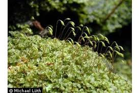 Attēlu rezultāti vaicājumam “Rhizomnium punctatum”
