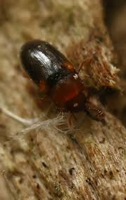 Attēlu rezultāti vaicājumam “Dacne bipustulata”