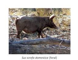Attēlu rezultāti vaicājumam “Sus scrofa”