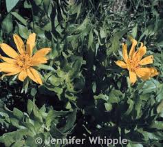 Attēlu rezultāti vaicājumam “Libanotis montana leaf”