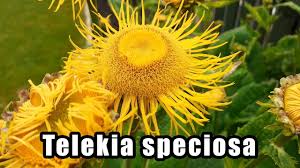 Image result for Telekia speciosa