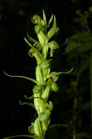 Attēlu rezultāti vaicājumam “Coeloglossum viride flower”