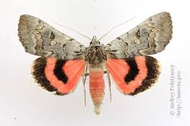 Attēlu rezultāti vaicājumam “Catocala pacta”