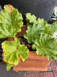 Attēlu rezultāti vaicājumam “Rheum rhabarbarum”