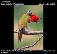 Attēlu rezultāti vaicājumam “Picus canus female”