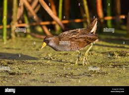 Image result for Porzana carolina