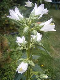 Attēlu rezultāti vaicājumam “Campanula trachelium bud”