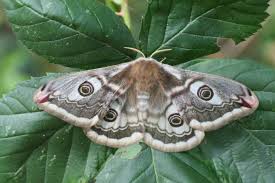 Attēlu rezultāti vaicājumam “Saturnia pavonia eggs”