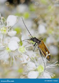 Attēlu rezultāti vaicājumam “Paracorymbia maculicornis”