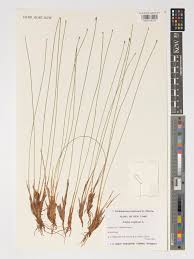 Attēlu rezultāti vaicājumam “Trichophorum cespitosum”