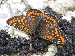 Attēlu rezultāti vaicājumam “Euphydryas maturna”