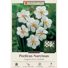 Attēlu rezultāti vaicājumam “Narcissus”