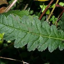 Attēlu rezultāti vaicājumam “Pedicularis palustris subsp. opsiantha”