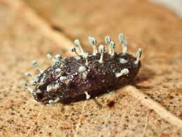 Attēlu rezultāti vaicājumam “Penicillium vulpinum”