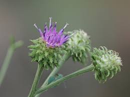 Attēlu rezultāti vaicājumam “Saussurea esthonica”