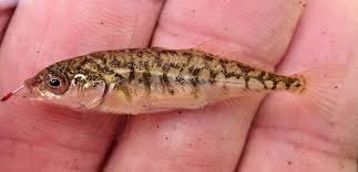 Attēlu rezultāti vaicājumam “Gasterosteus aculeatus”