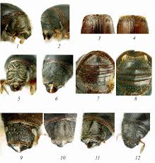 Attēlu rezultāti vaicājumam “Scolytus scolytus, Scolytus multistriatus”