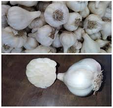 Attēlu rezultāti vaicājumam “Allium sativum fruit”