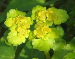 Attēlu rezultāti vaicājumam “Chrysosplenium alternifolium flower”