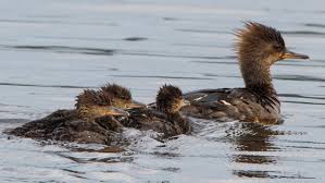 Attēlu rezultāti vaicājumam “Mergus merganser juvenile”