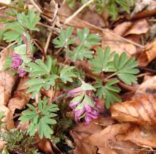 Attēlu rezultāti vaicājumam “Corydalis intermedia leaf”