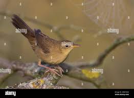 Image result for Locustella naevia