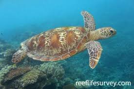Image result for Chelonia mydas