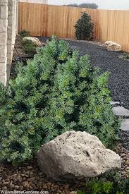 Attēlu rezultāti vaicājumam “Picea abies”