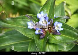 Attēlu rezultāti vaicājumam “Gentiana cruciata bud”