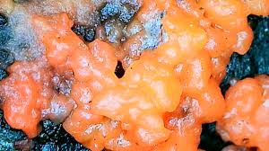 Attēlu rezultāti vaicājumam “Amaurochaete atra spores”