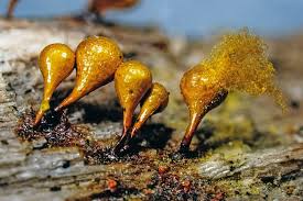 Attēlu rezultāti vaicājumam “Hemitrichia clavata stalked”