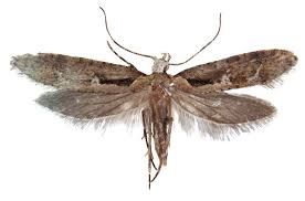 Attēlu rezultāti vaicājumam “Gelechia jakovlevi”