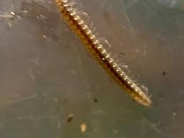 Attēlu rezultāti vaicājumam “Craspedosoma rawlinsi”