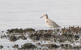 Attēlu rezultāti vaicājumam “Calidris canutus adult”