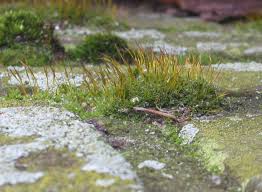 Attēlu rezultāti vaicājumam “Tortula muralis sporophyte”