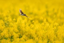 Attēlu rezultāti vaicājumam “Alauda arvensis”